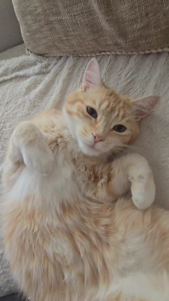 TikTok video thumbnail by sheraz.23