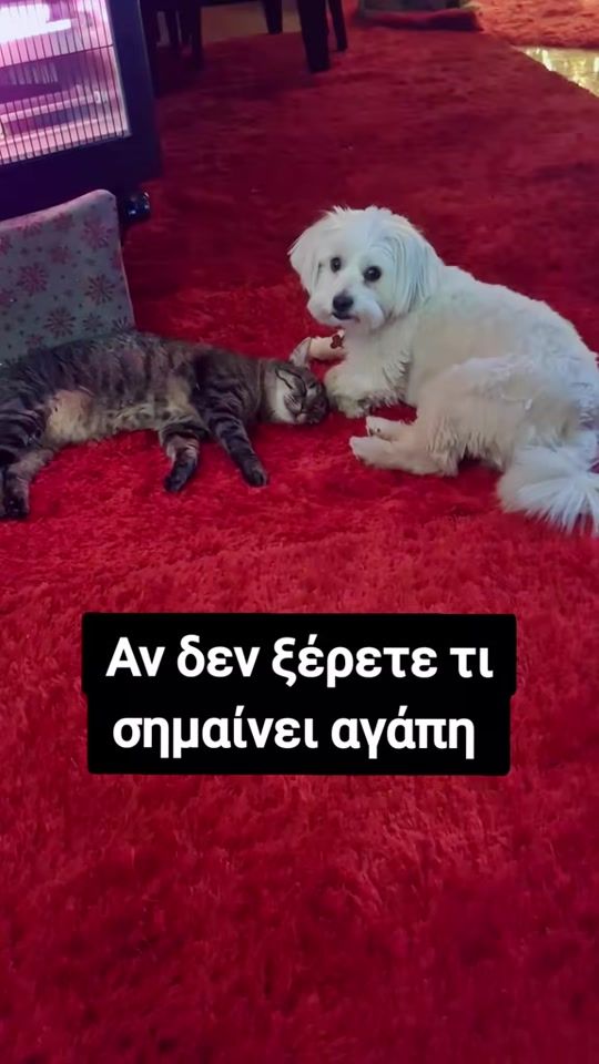 TikTok video thumbnail by xrysomarigoldmari