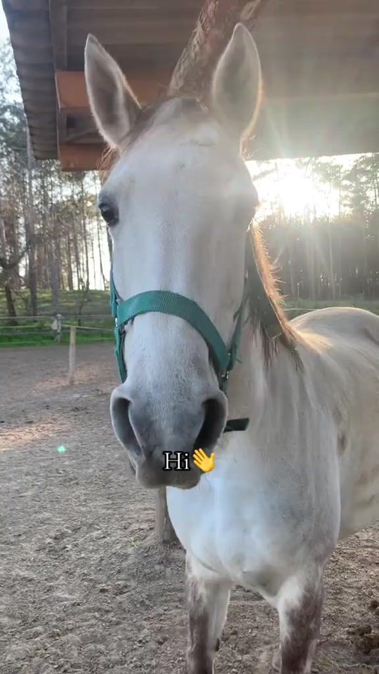 TikTok video thumbnail by kiss.luca02