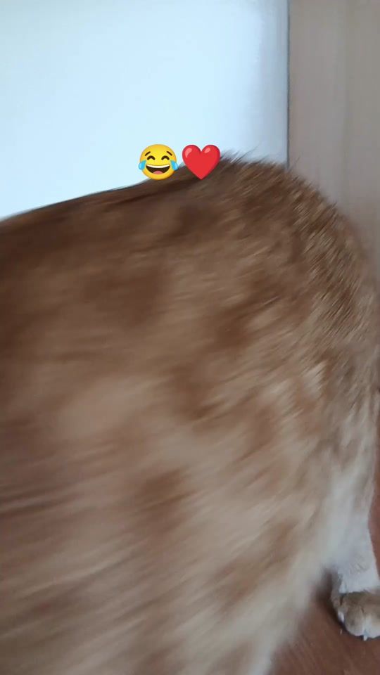 TikTok video thumbnail by tommy.tomita