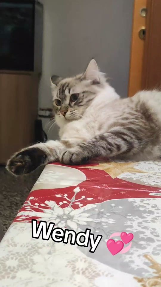 TikTok video thumbnail by leonatomwendy