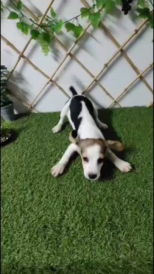 TikTok video thumbnail by siempre_puppy