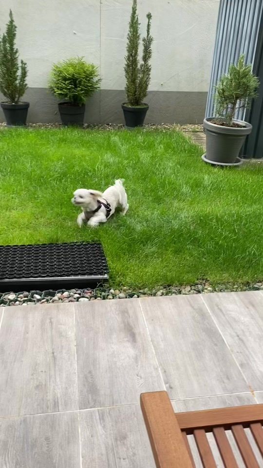 TikTok video thumbnail by nelusiaaaa.dog