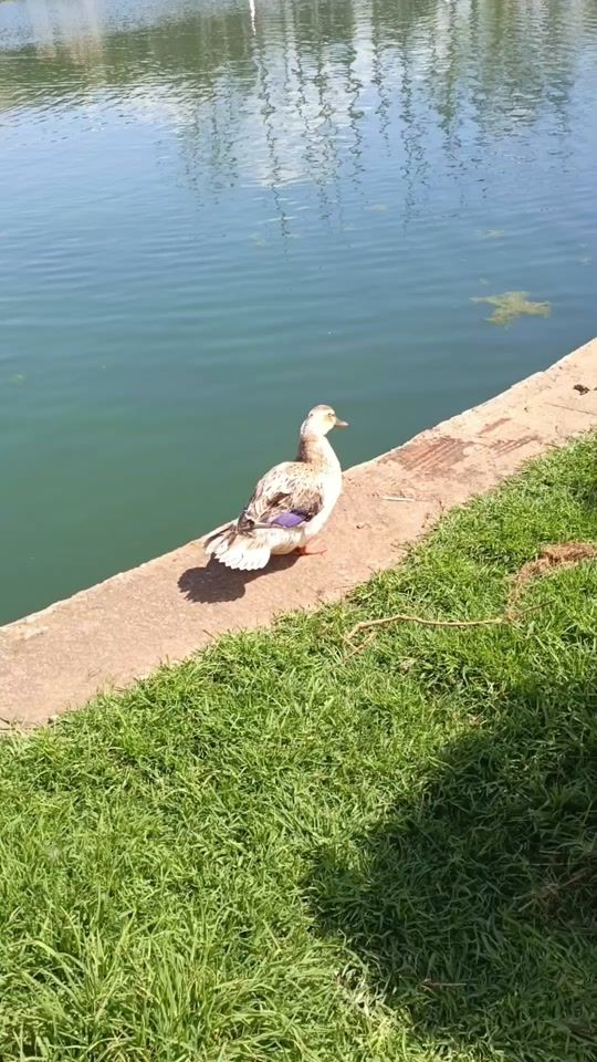 TikTok video thumbnail by lalla_hlou