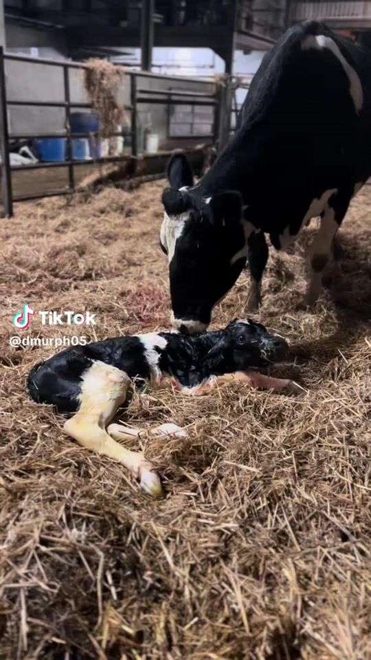 TikTok video thumbnail by vietejais100