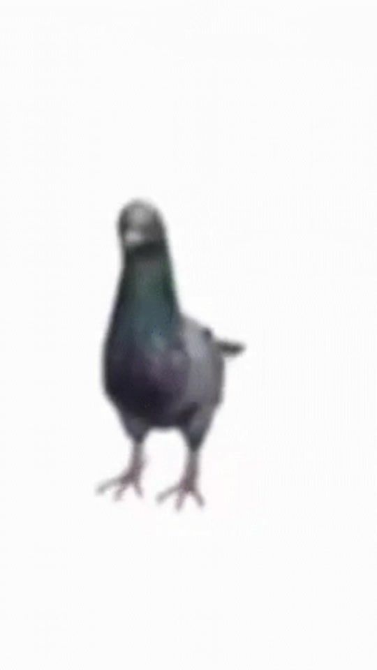 TikTok video thumbnail by sharkytt_