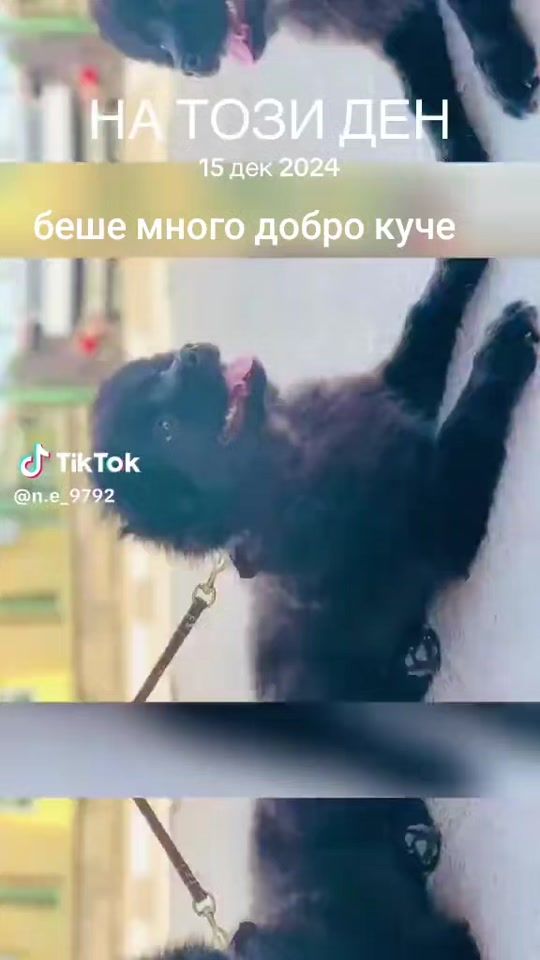 TikTok video thumbnail by ivailo77771