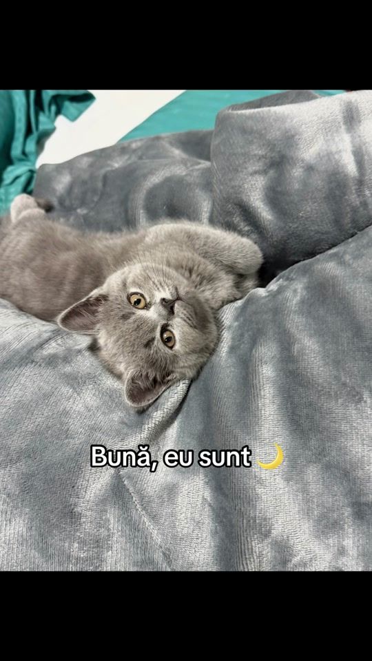 TikTok video thumbnail by magdaa.si