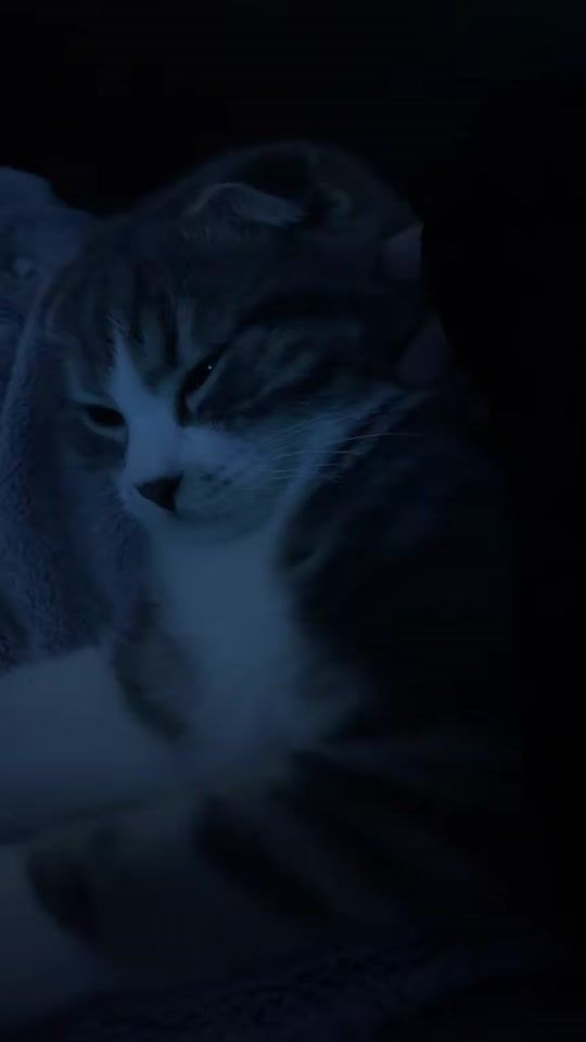 TikTok video thumbnail by piuora