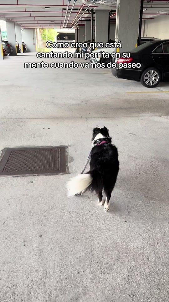 TikTok video thumbnail by ktymorar