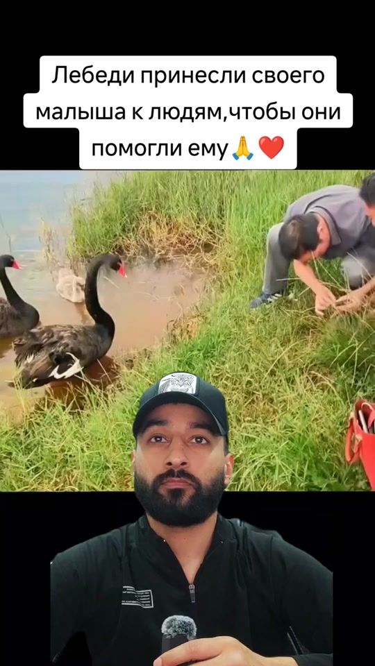 TikTok video thumbnail by animalworldcnn