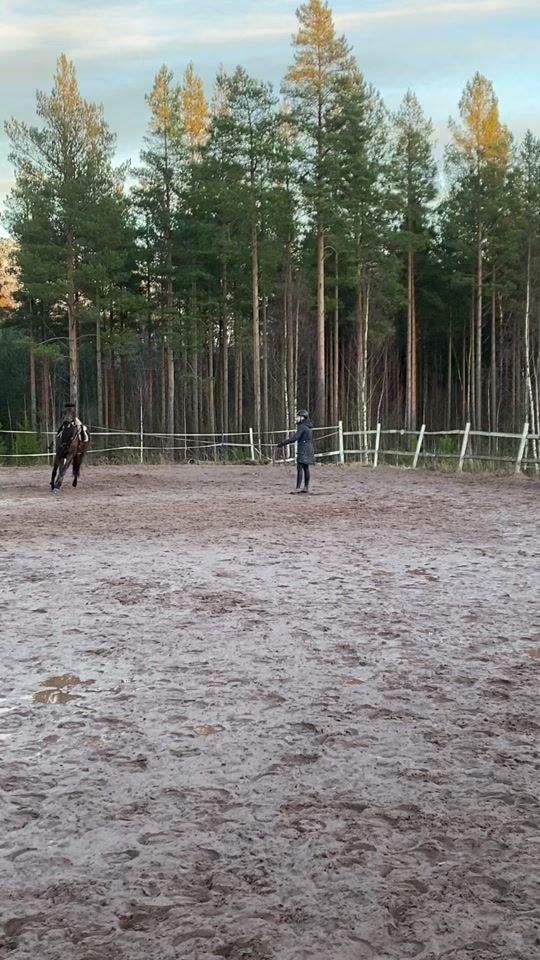 TikTok video thumbnail by niiloequestrian