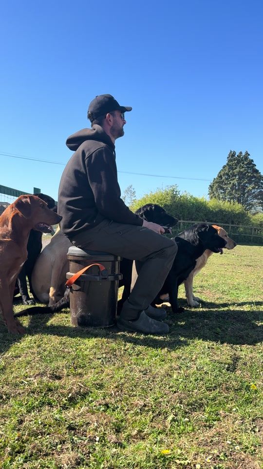 TikTok video thumbnail by slingleygundogs