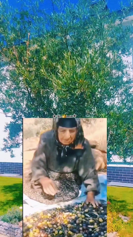 TikTok video thumbnail by omhasan860
