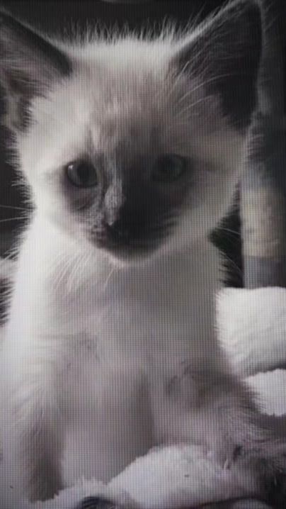 TikTok video thumbnail by lyrics.kittens