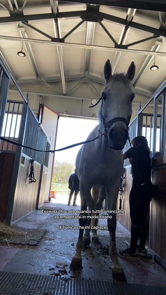 TikTok video thumbnail by equestrian_ale