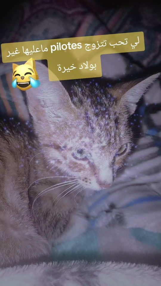 TikTok video thumbnail by mariagehalal2