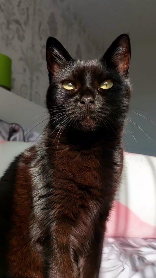 TikTok video thumbnail by kitty.theduchess