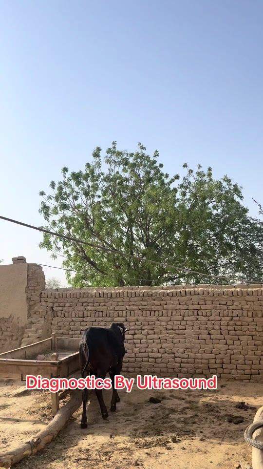 TikTok video thumbnail by vet.dr.mohsin4800