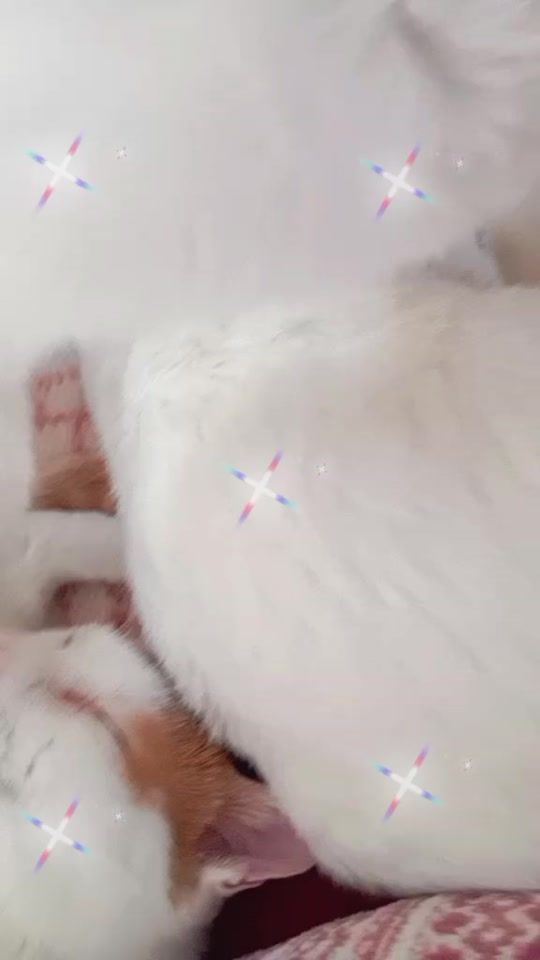 TikTok video thumbnail by faatimaafatii