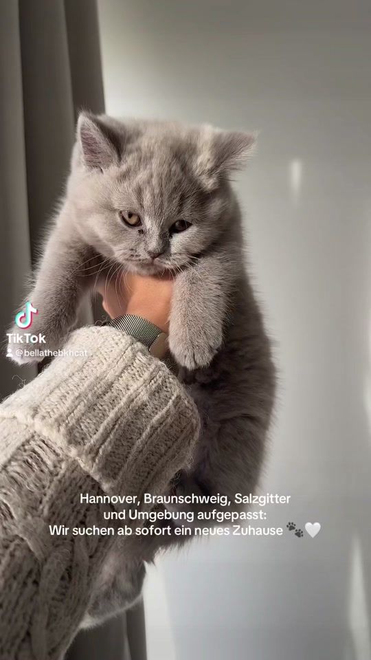 TikTok video thumbnail by bellathebkhcat
