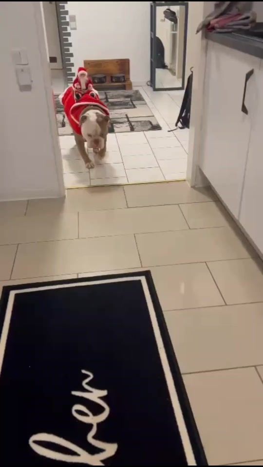 TikTok video thumbnail by oggythebully