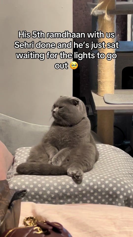 TikTok video thumbnail by scottishfold_mama