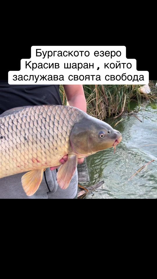 TikTok video thumbnail by totalcarp