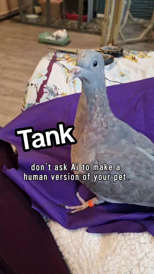 TikTok video thumbnail by pigeon.chums