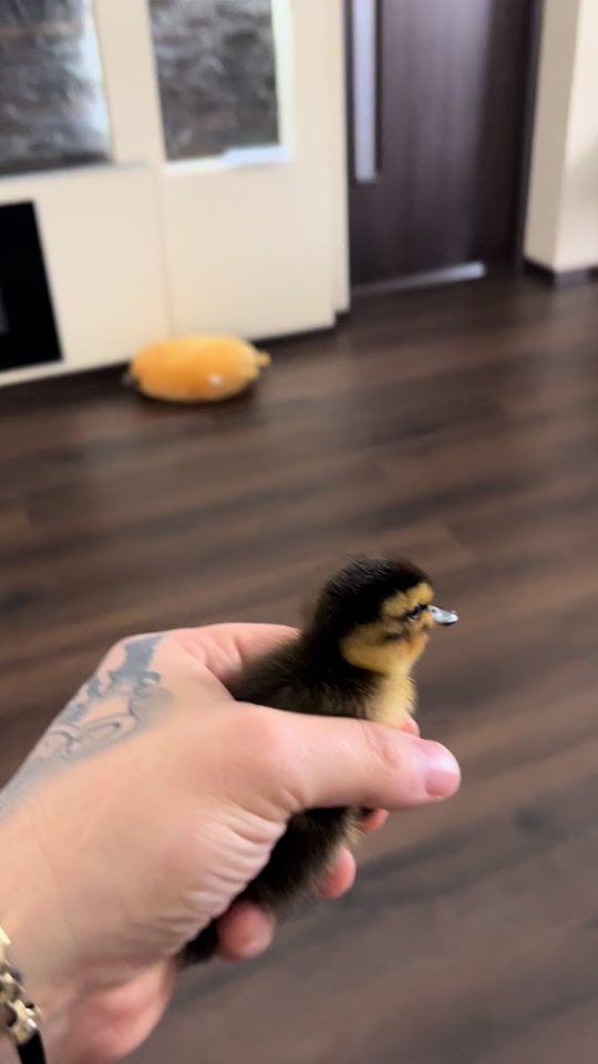 TikTok video thumbnail by norbertalgacs