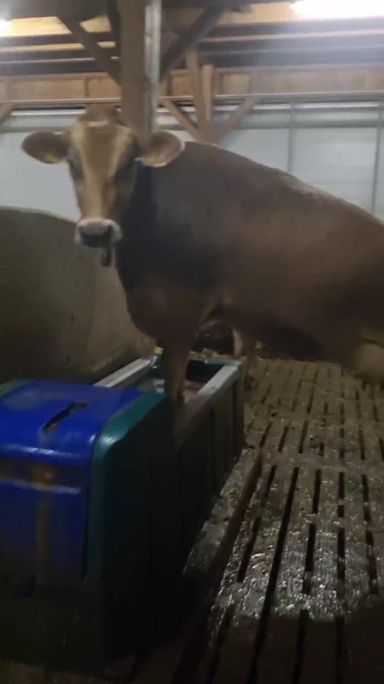 TikTok video thumbnail by bernhardsteinbrec