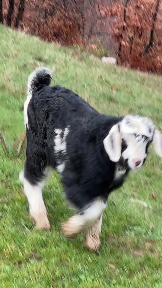 TikTok video thumbnail by bultatraian117