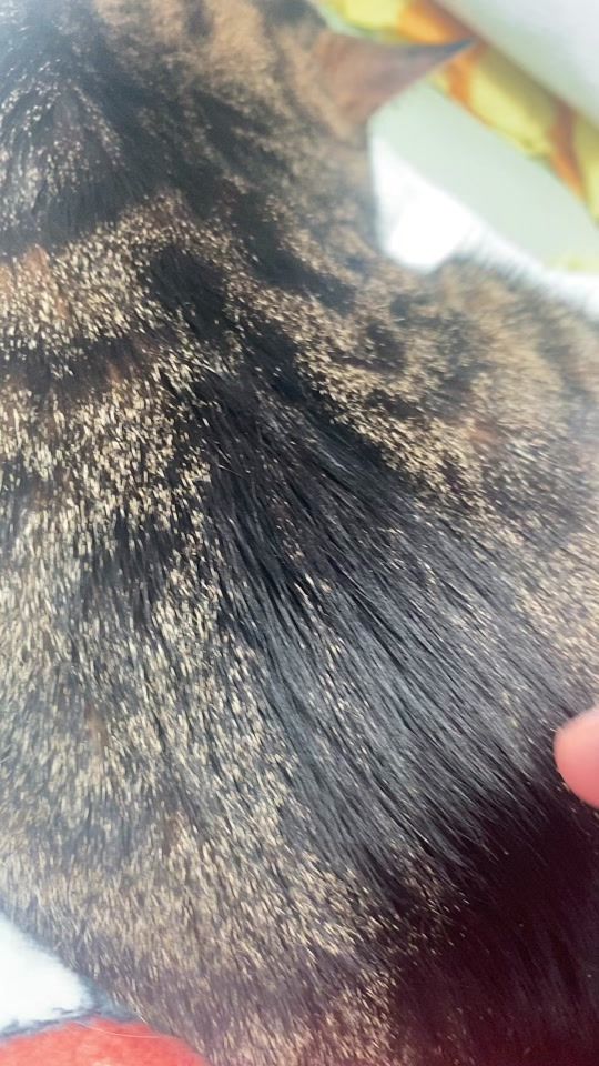 TikTok video thumbnail by davidgoty88