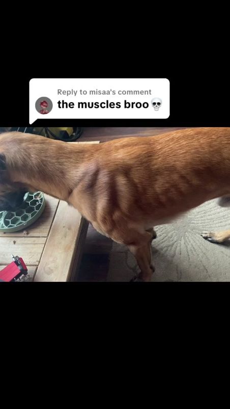 TikTok video thumbnail by zekemalinois