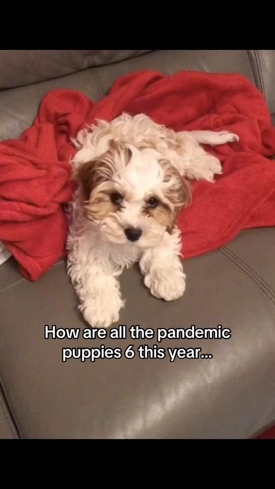 TikTok video thumbnail by mycavachon