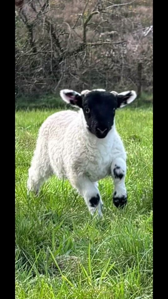 TikTok video thumbnail by glendalliganblackface