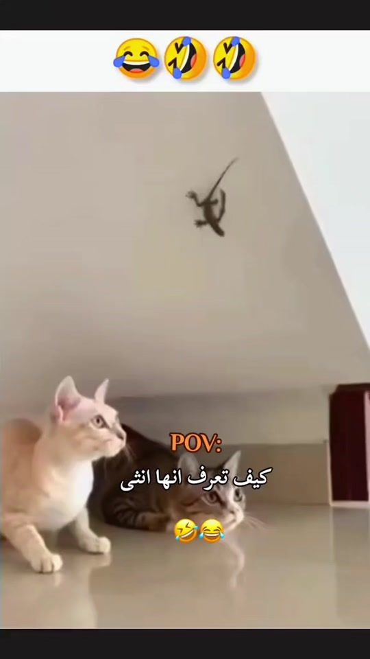 TikTok video thumbnail by farid.gt7