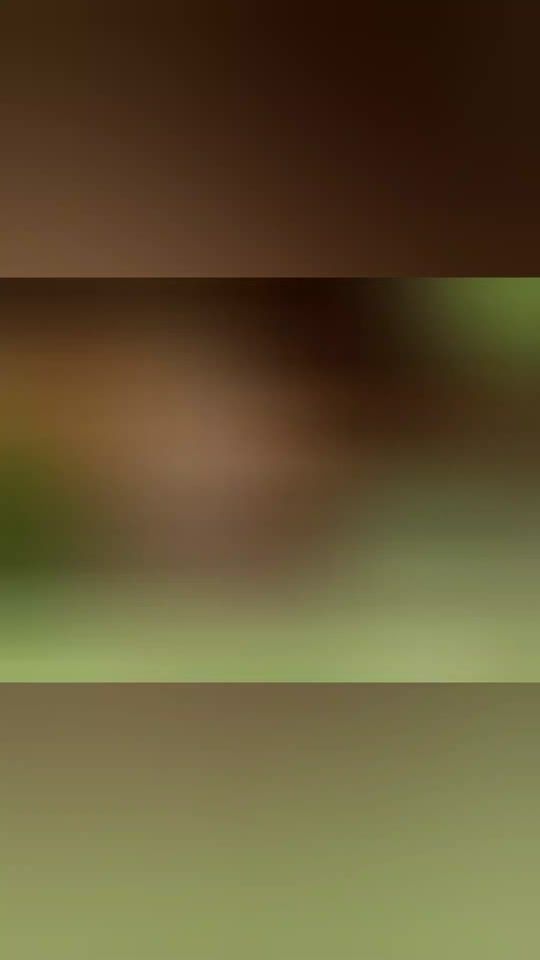TikTok video thumbnail by i.penchev