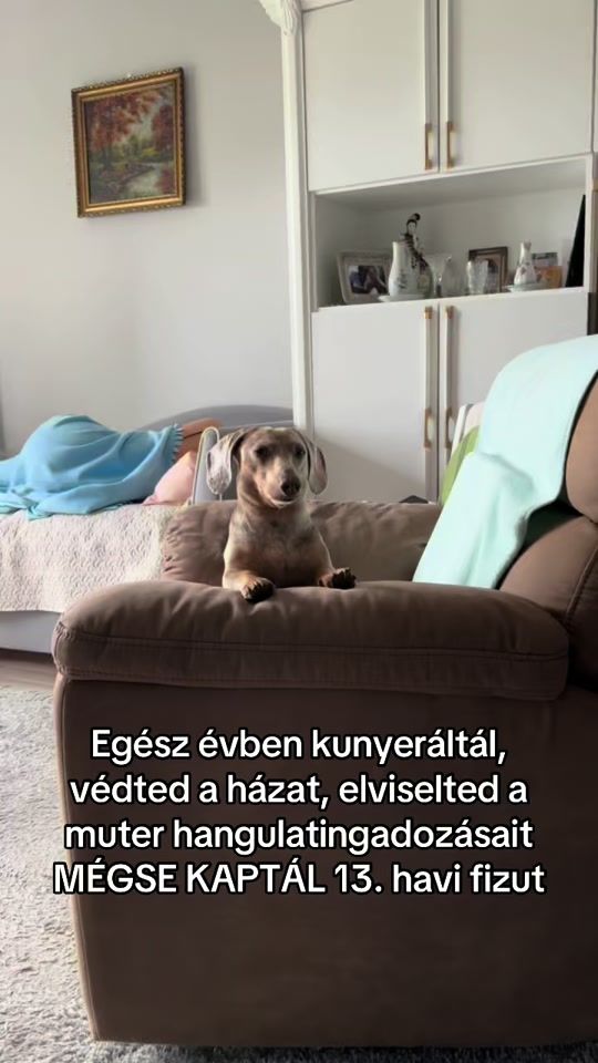 TikTok video thumbnail by jelly_thedaschund