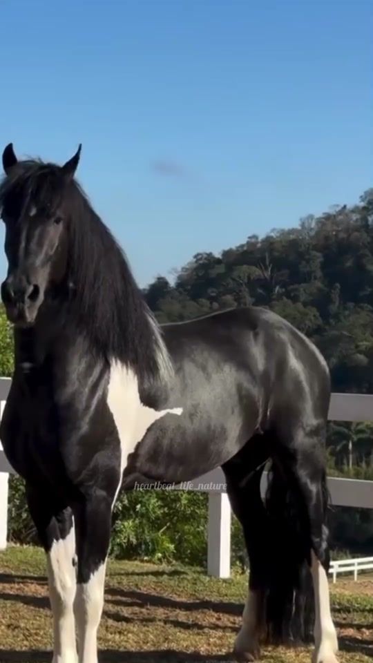 TikTok video thumbnail by heartbeat_life_nature