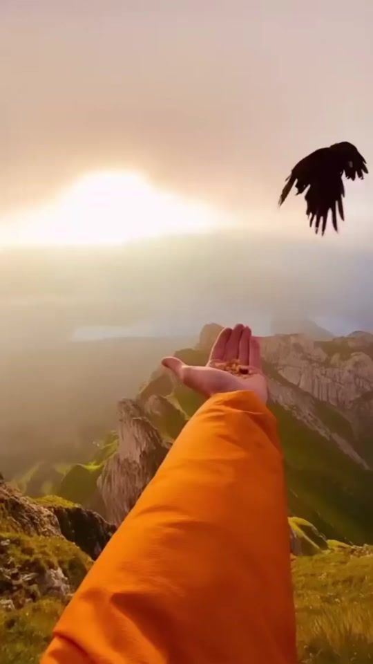 TikTok video thumbnail by duaterrivetem0