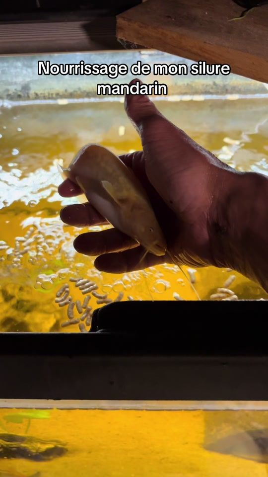 TikTok video thumbnail by turbo_fishing