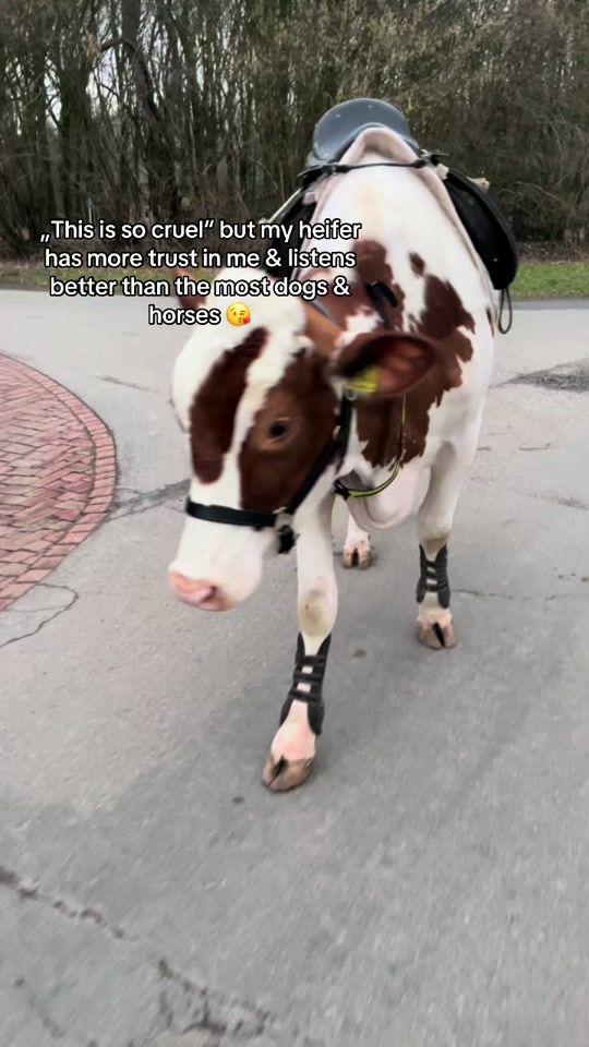 TikTok video thumbnail by cowriding.axuxa