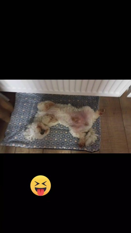 TikTok video thumbnail by leul.carpatilor