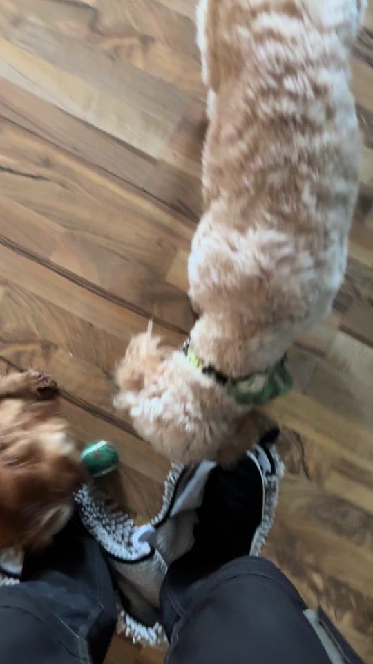 TikTok video thumbnail by pollythespringer1