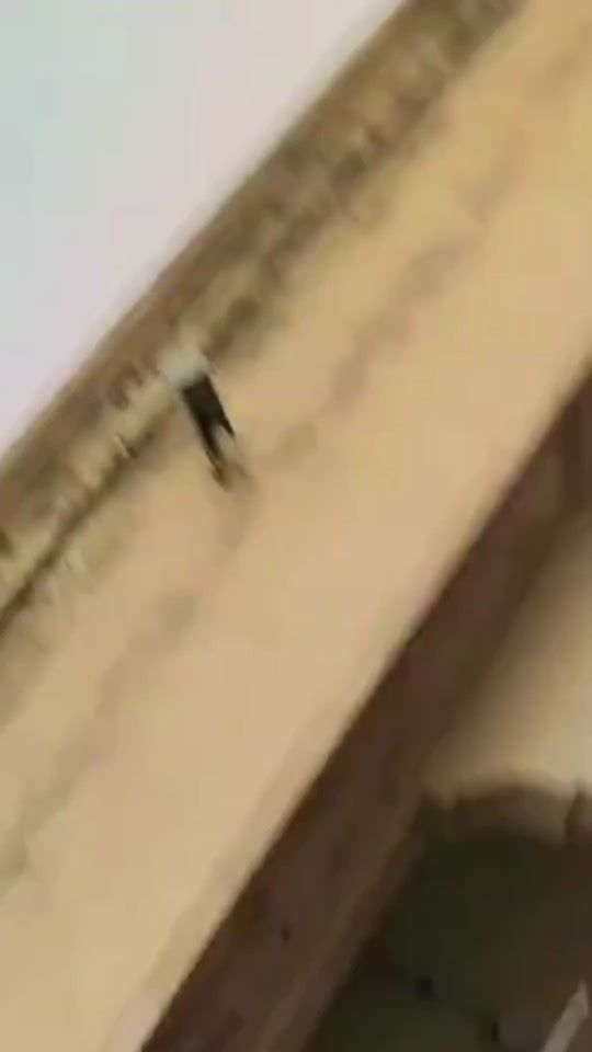 TikTok video thumbnail by minivlog1384