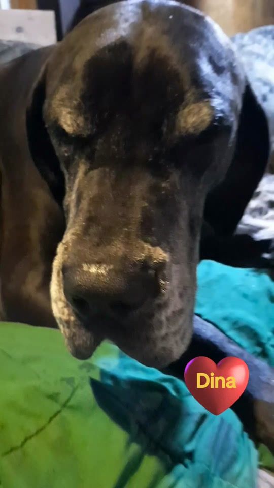 TikTok video thumbnail by ellengutschmidt