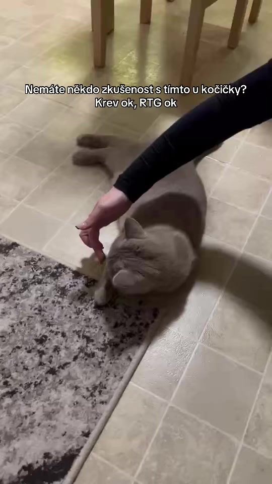 TikTok video thumbnail by teri_lavickova