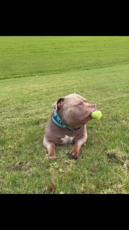 TikTok video thumbnail by apo_patitas