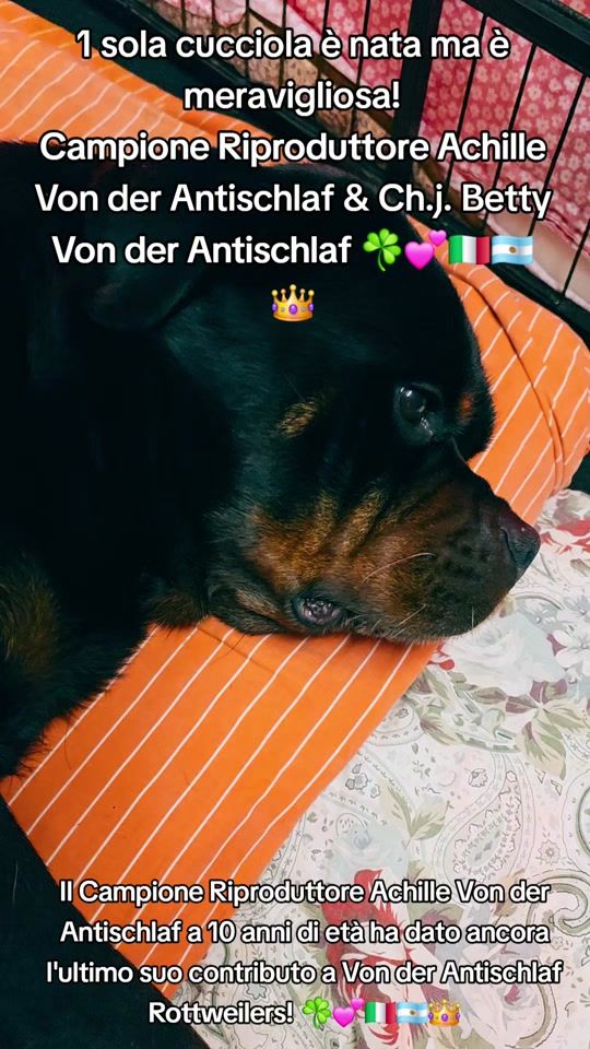 TikTok video thumbnail by vonderantischlaf